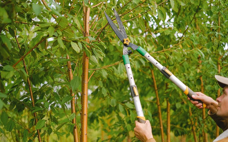 Tree trimming in Minersville, UT